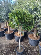 Laurus Nobilis 120-140cm
