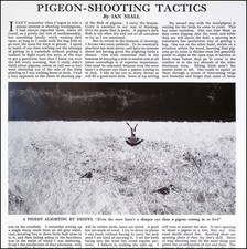 Wood pigeon shooting tactics - wood,