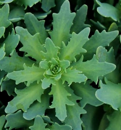 Sedum thundercloud 9cm pot - sedum, pot-