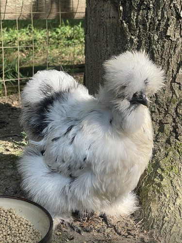 Silkie hatching eggs chance - 6+,