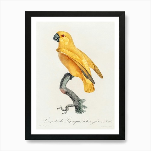 Senegal parrot from natural - senegal,