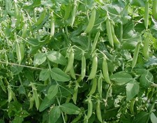 PEA  KELVEDON WONDER  300 SEEDS (EARLY AND MAIN CROP) UK SELLER