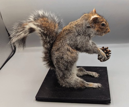 Taxidermy grey squirrel - taxidermy,