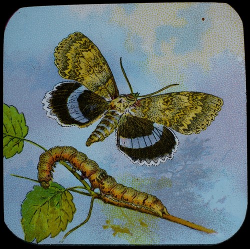 Clifden nonparell moth c1905 - moth,