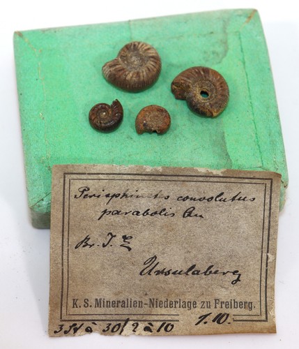 Ammonite perisphinctes - ammonite,,