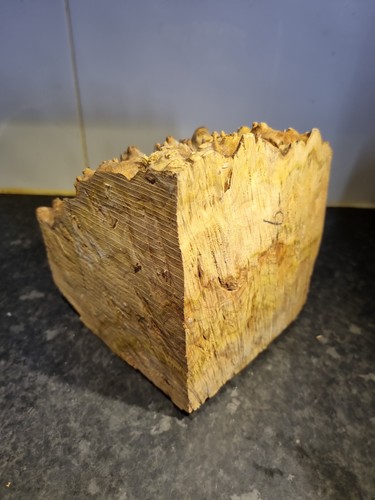 Elm burl offcut block with - elm,