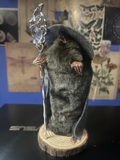 Taxidermy wizard mole - taxidermy,