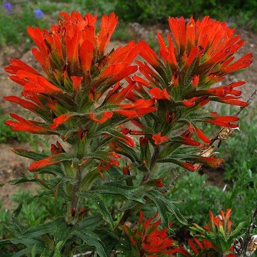 Indian paintbrush seeds - indian,