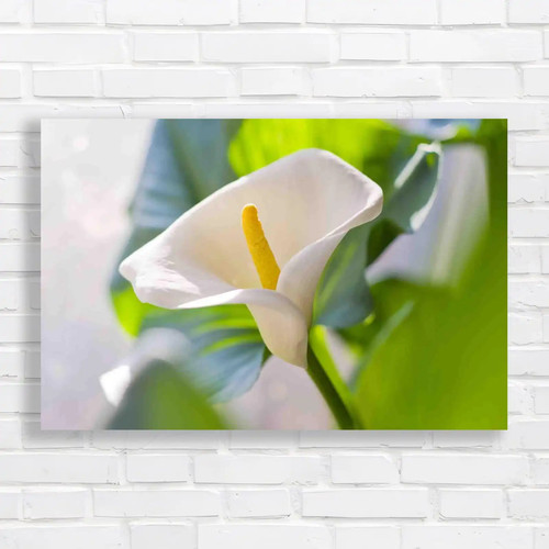 Zantedeschia aethiopica - zantedeschia,