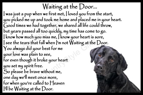 Black labrador pet dog - labrador,