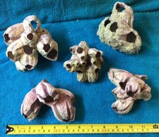 Barnacle clusters suitable - barnacle, clusters,