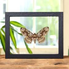 Owl Moth In Clear Glass Frame