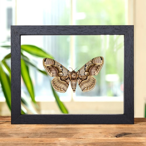 Owl moth clear - in,