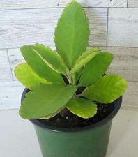 Original Miracle Leaf Baby