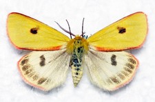 🦋 Clouded Buff Moth