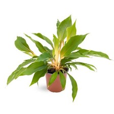 Chlorophyttum fire flash - chlorophyttum,
