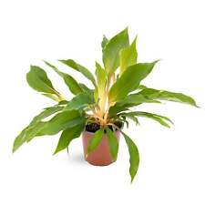 Chlorophyttum Fire Flash - Mandarin Plant