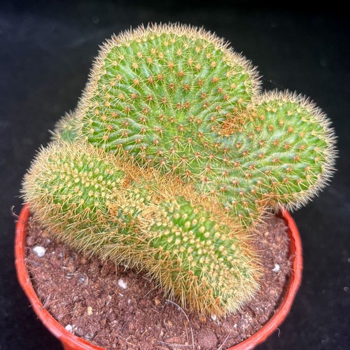 Weberbauerocereus johnsonii - weberbauerocereus,