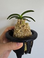 Vanda Falcata 'SUIKADEN' Orchid
