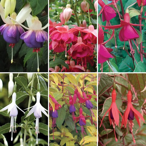 Hardy flowering shrubs - hardy,
