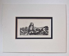 GREG Lapwing, River Birds Wood Engraving (1947 Reproduction)