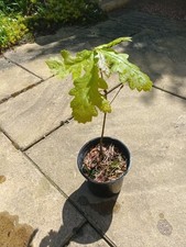 Oak Sapling pot grown outside