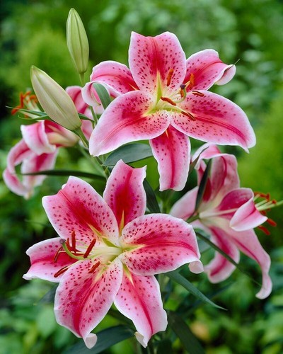 Lilium stargazer - x,