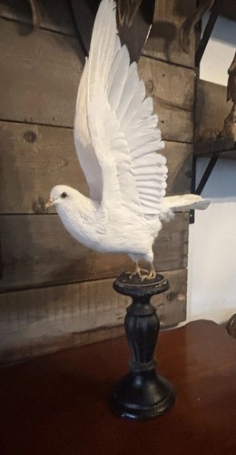 Beautiful large white dove - large,