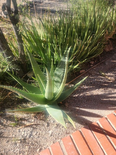 Aloe vera succulent plant - aloe,