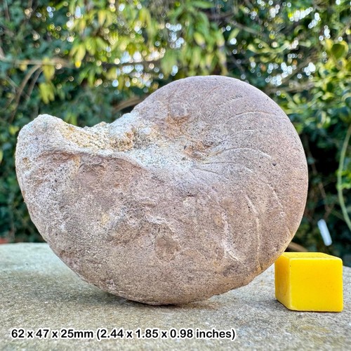 Rare nautilus archeanus - , fossil