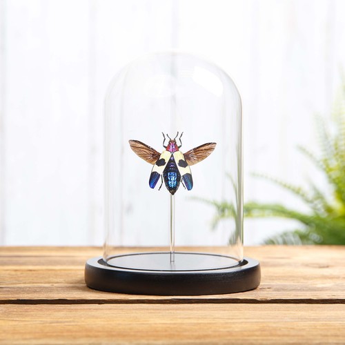 Banded jewel taxidermy - banded,