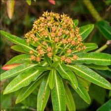 Euphorbia mellifera. Honey