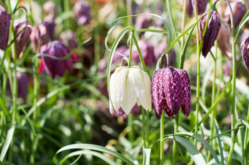 10x fritillaria meleagris - fritillaria,