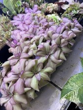 pinguicula laueana x
