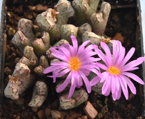 Conophytum turrigerum