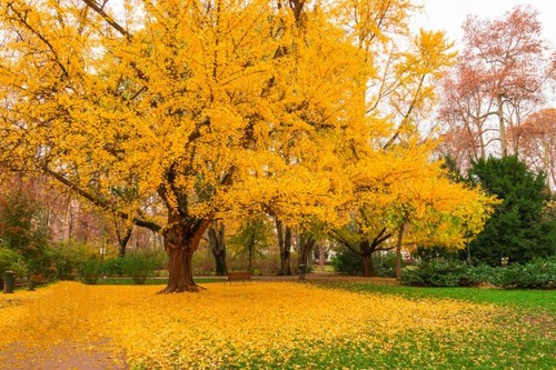 Ginkgo biloba seeds - ginkgo, –