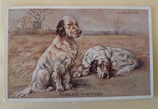 Mac Dog Postcard, English