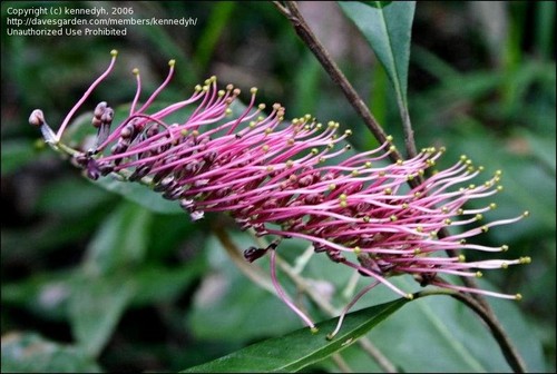 Grevillea barklyana unusual - grevillea, ..unusual