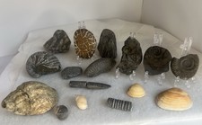 Fossil Collection Ammonites Belemnite Bivalve Crinoid Sea Shell Educational Tool