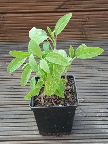 Sage plant salvia officinalis - sage,