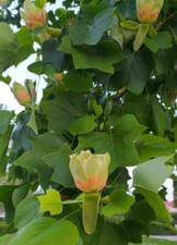 Tulip Tree - Tulip Poplar -
