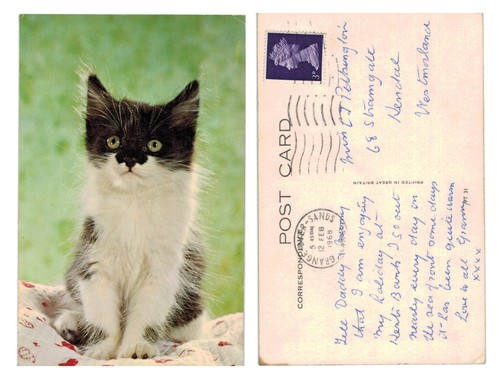 Postcard fluffy black and - postcard,