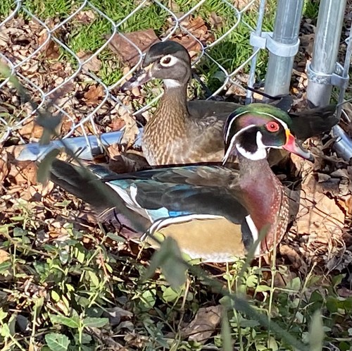 Wood duck hatching eggs - 2,