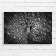 Vibrant Peacock Feathers