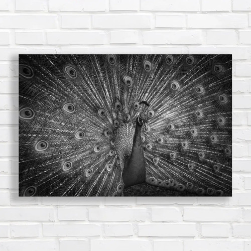 Vibrant peacock feathers - vibrant,