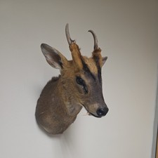 Muntjac Deer Shoulder Mount