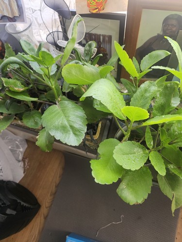 Leaf life miracle - of,