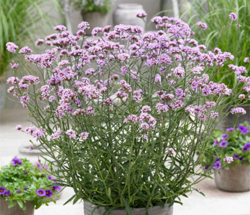 Dwarf verbena lollipop - ,