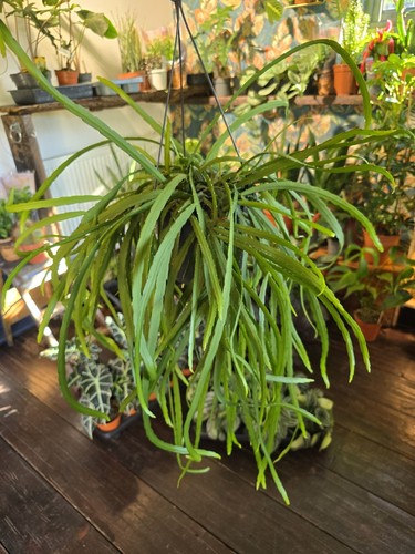 Lepismium bolivianum large - lepismium,
