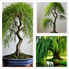 Golden Weeping Willow ideal for bonsai rooted cutting! Fully hardy!